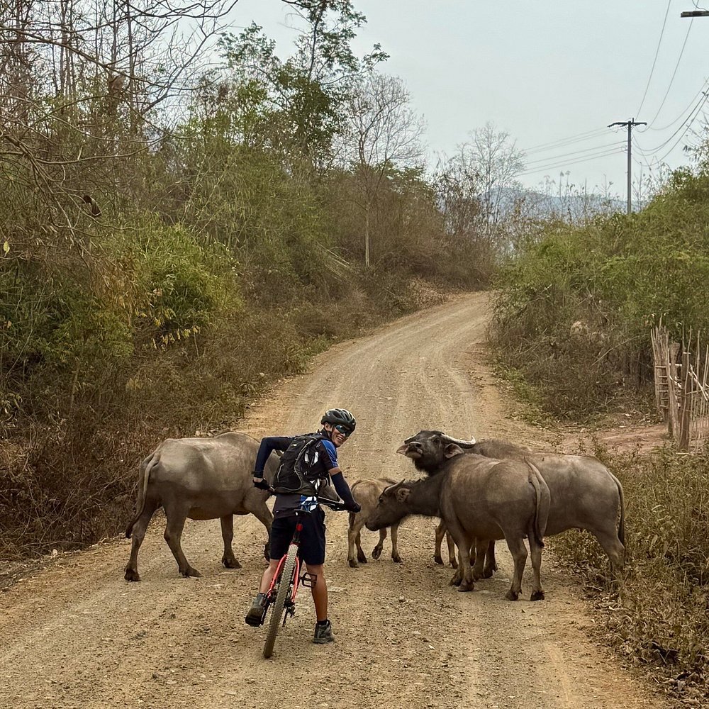 The Ultimate Guide to Your Guided Cycling Tour in Luang Prabang: Discovering the Heart of Laos
